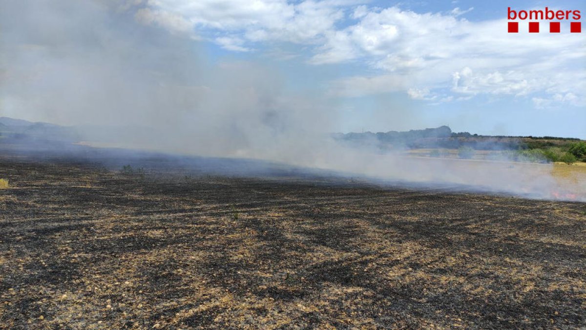 Extingeixen un incendi de 5,5 hectàrees en un camp de cereal a Alió
