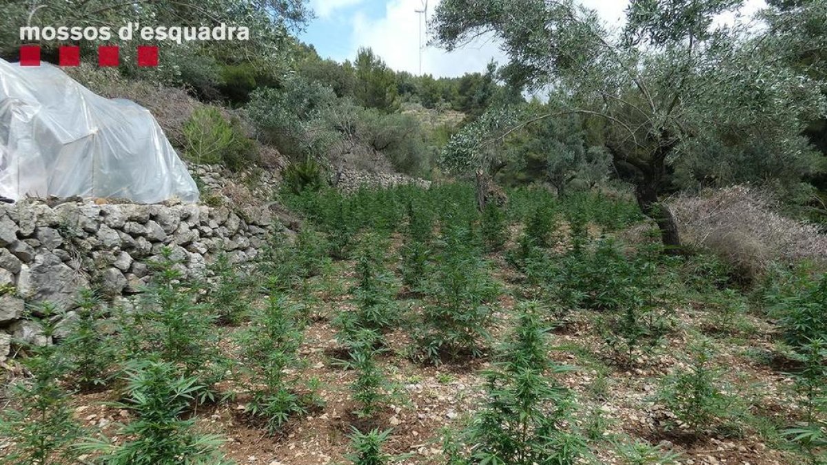 Los Mossos detienen a 5 hombres por cultivar 4.200 plantas de marihuana en Tortosa