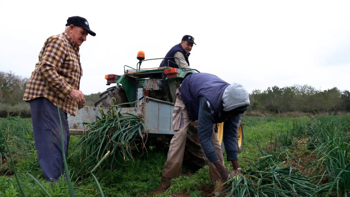 Los productores de calçots de Valls prevén llegar a los 20 millones de unidades en esta campaña