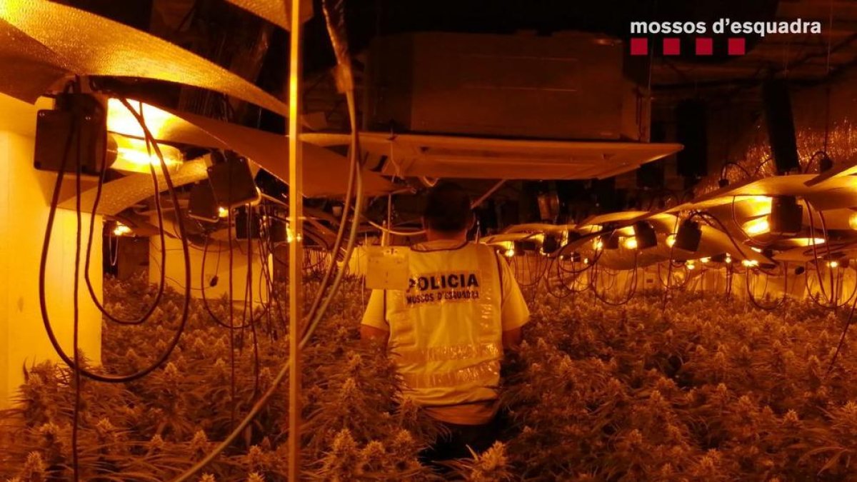Desmantellat a la Sènia un cultiu 'indoor' de 4.000 plantes de marihuana