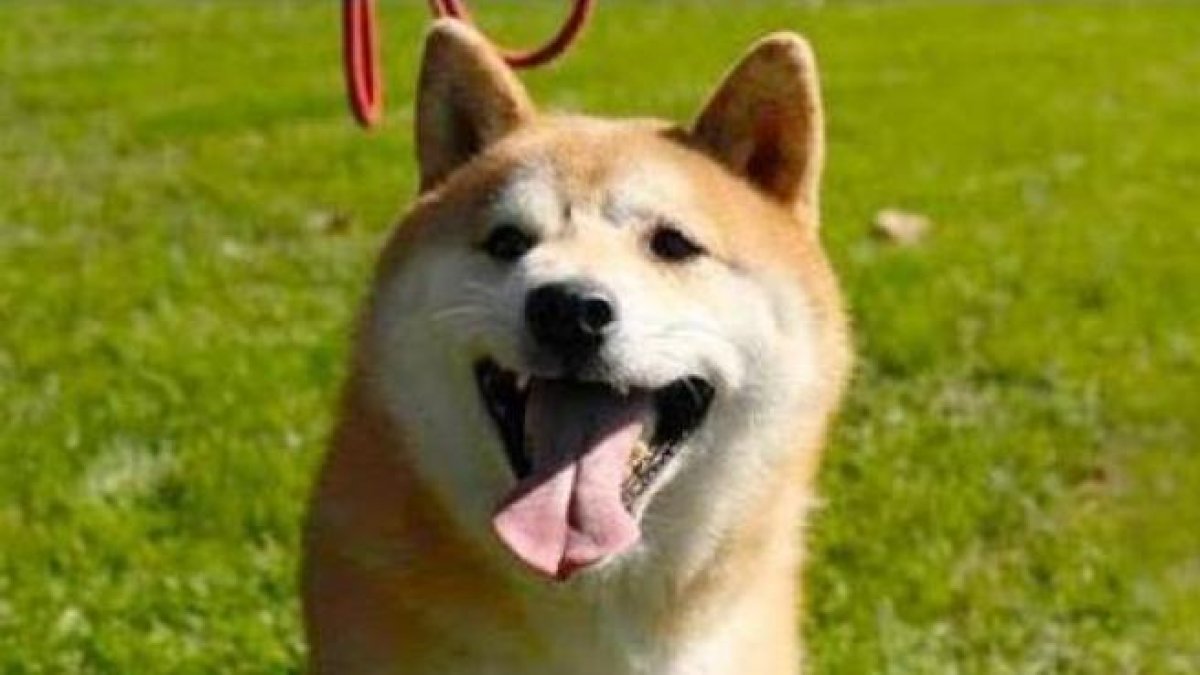 La subhasta d'un gos abandonat a la Xina es fa viral i acaben pagant 22.000 euros per ell