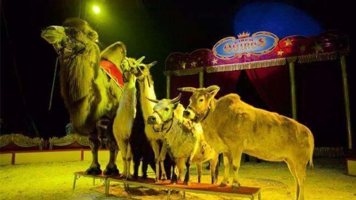 Localitzen 8 camells, fugits d'un circ, a Carabanchel