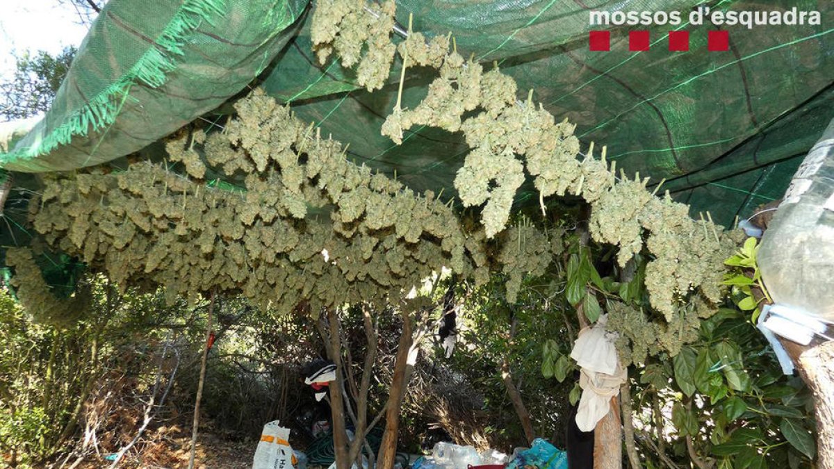 Desarticulan una organización dedicada al cultivo de marihuana en zonas boscosas del Priorat