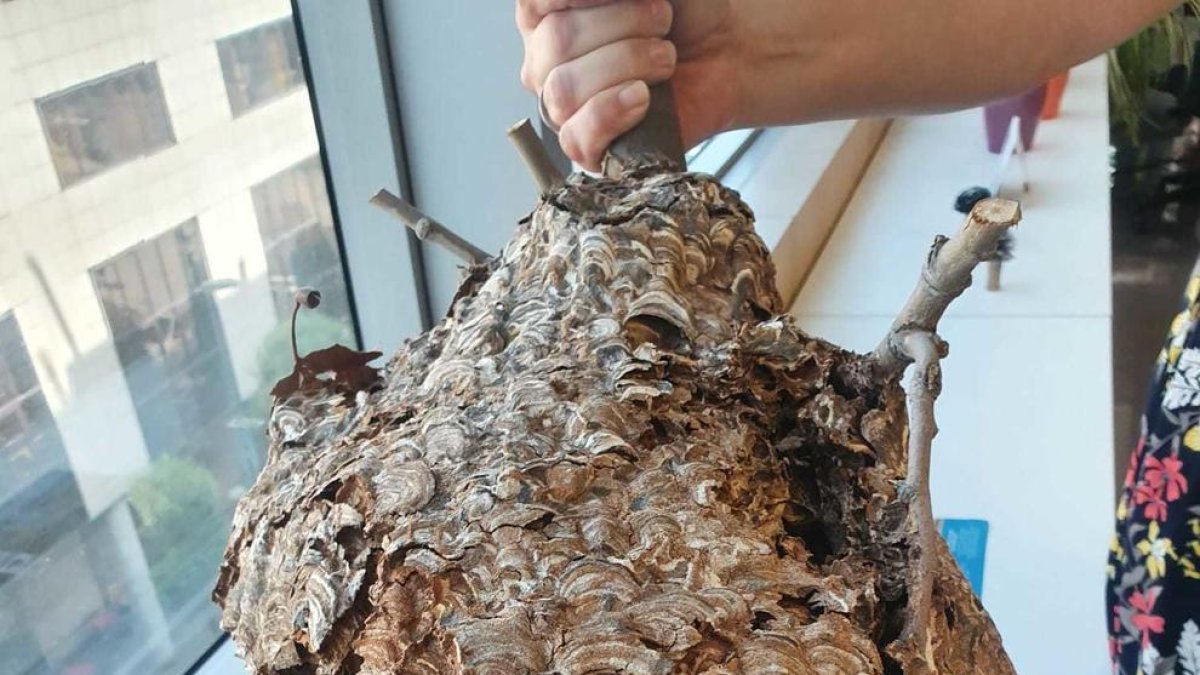 La avispa|vespa asiática se consolida como especie invasora en Tarragona
