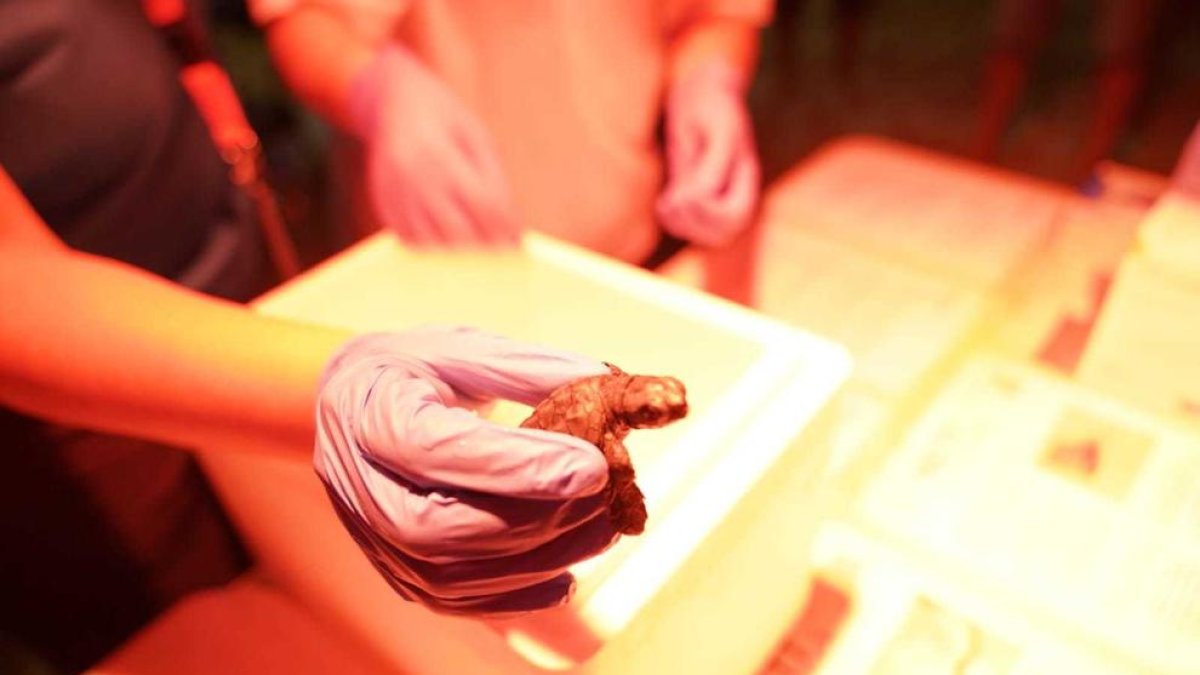 Nacen las primeras crías de tortuga alelada en la playa del Milagro de Tarragona