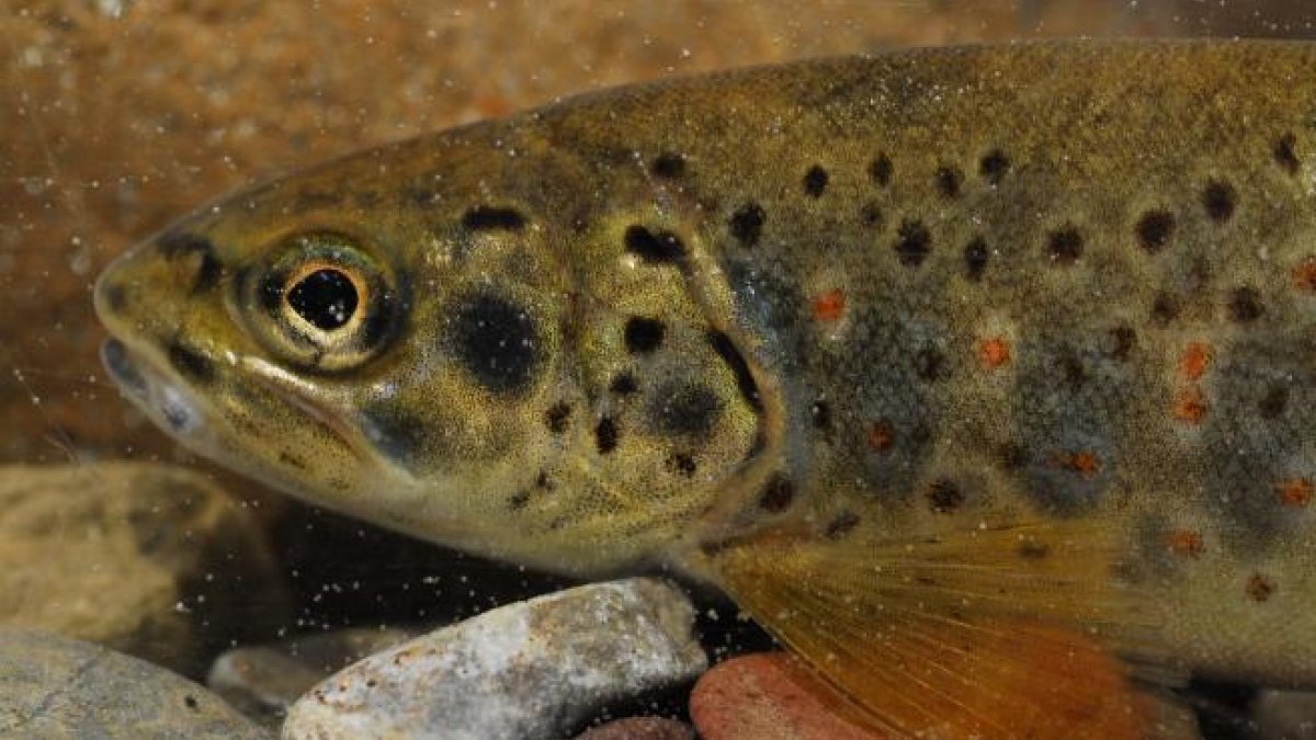 Peixos addictes a la metamfetamina: una altra conseqüència de la contaminació de l'aigua