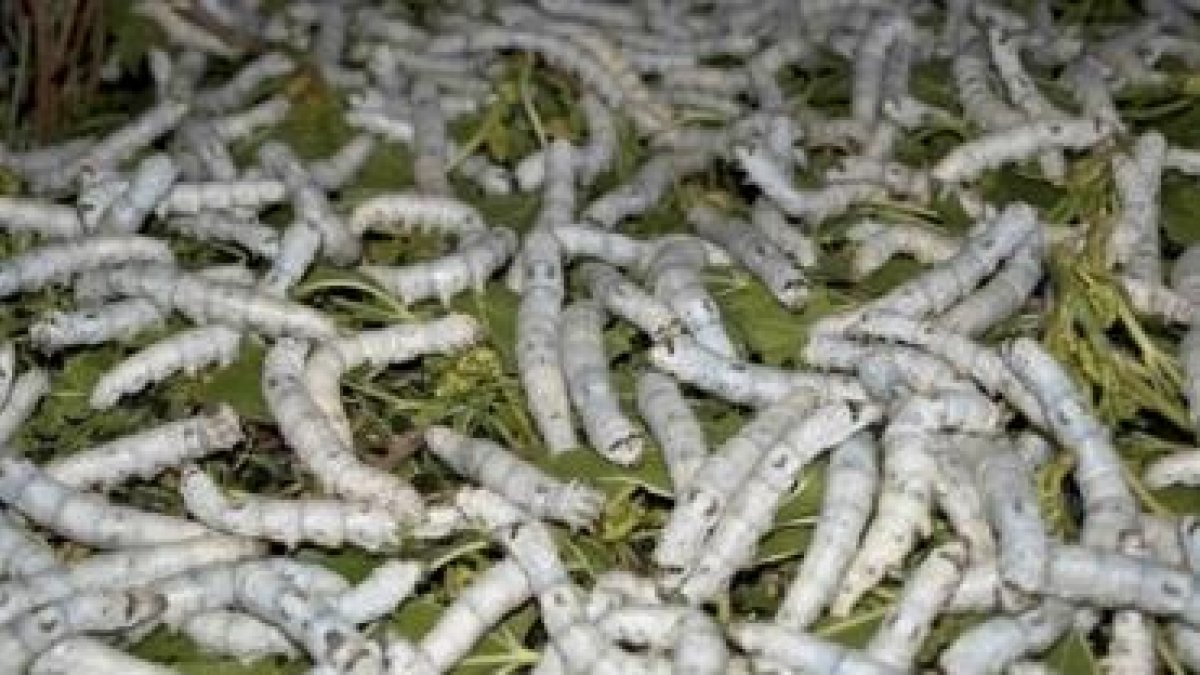 Europa aprueba que los gusanos de seda se puedan utilizar por|para la alimentación animal