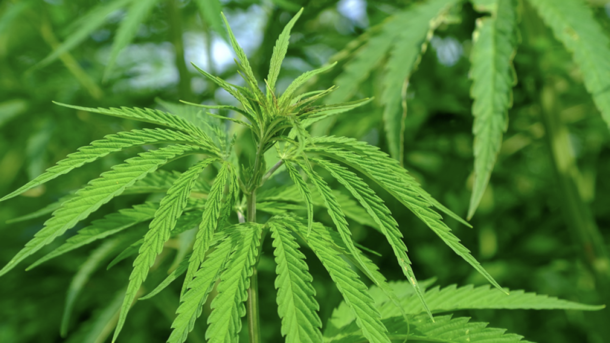 Podem demana legalitzar el consum de cànnabis en espais habilitats