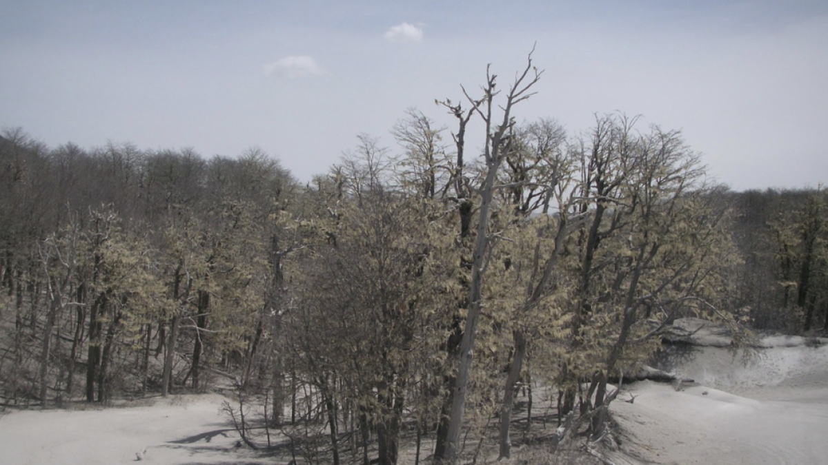 Cenizas y piroclastos del volcán de La Palma, a la venta en Internet