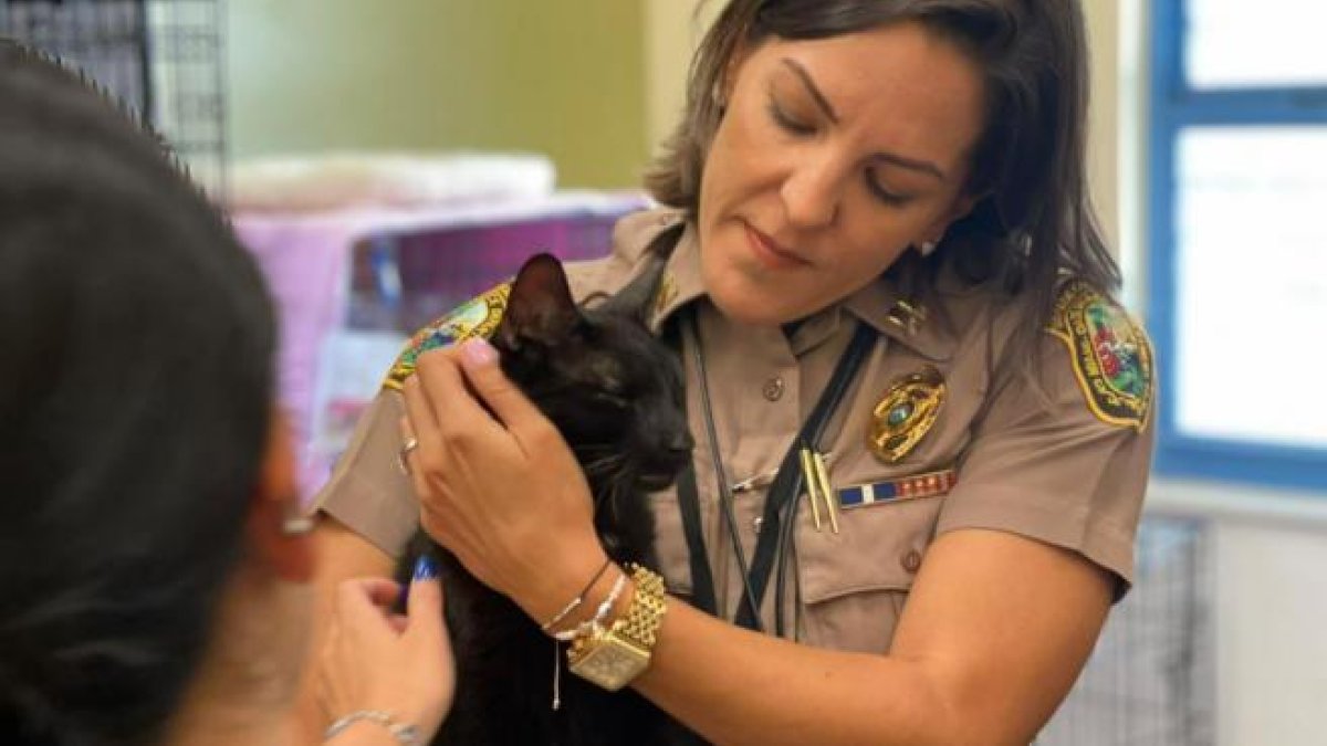 Rescatan sano y salvo en un gato que estaba en el noveno piso del edificio destruido en Miami
