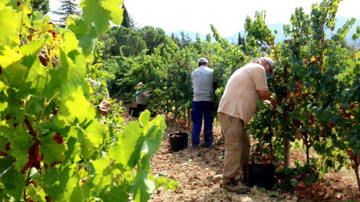 Unió de Pagesos una bona collita de raïm al Priorat i la Terra Alta en l'inici de la verema
