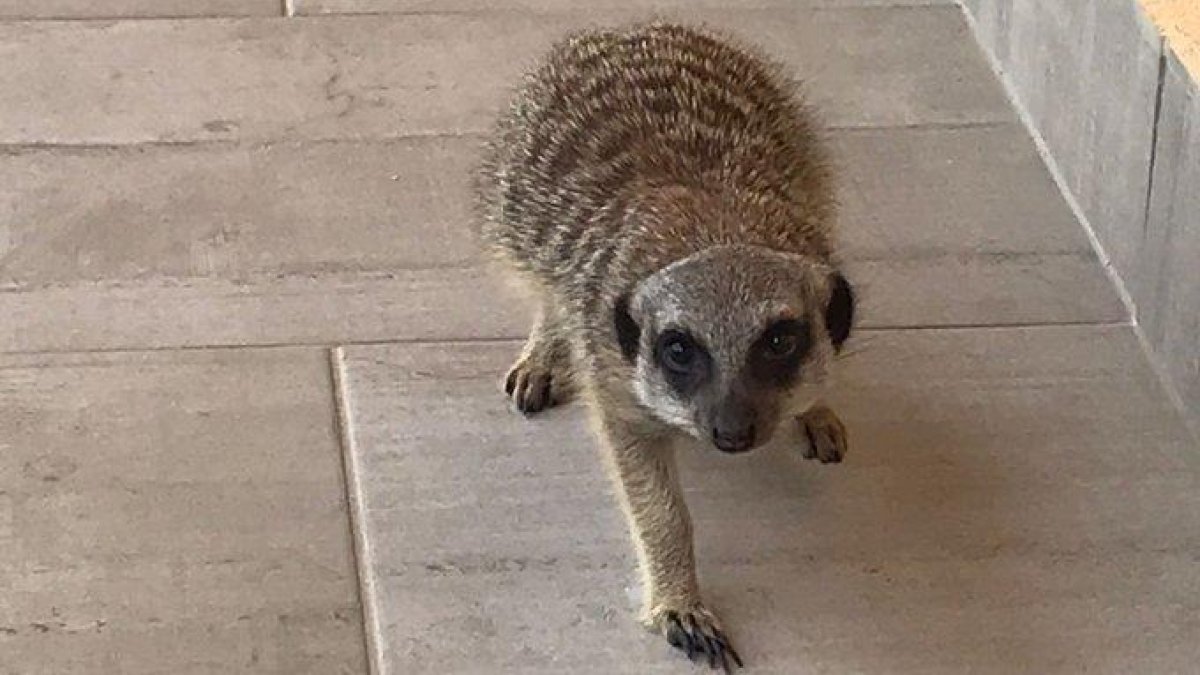 Troben un suricata passejant-se per Cambrils