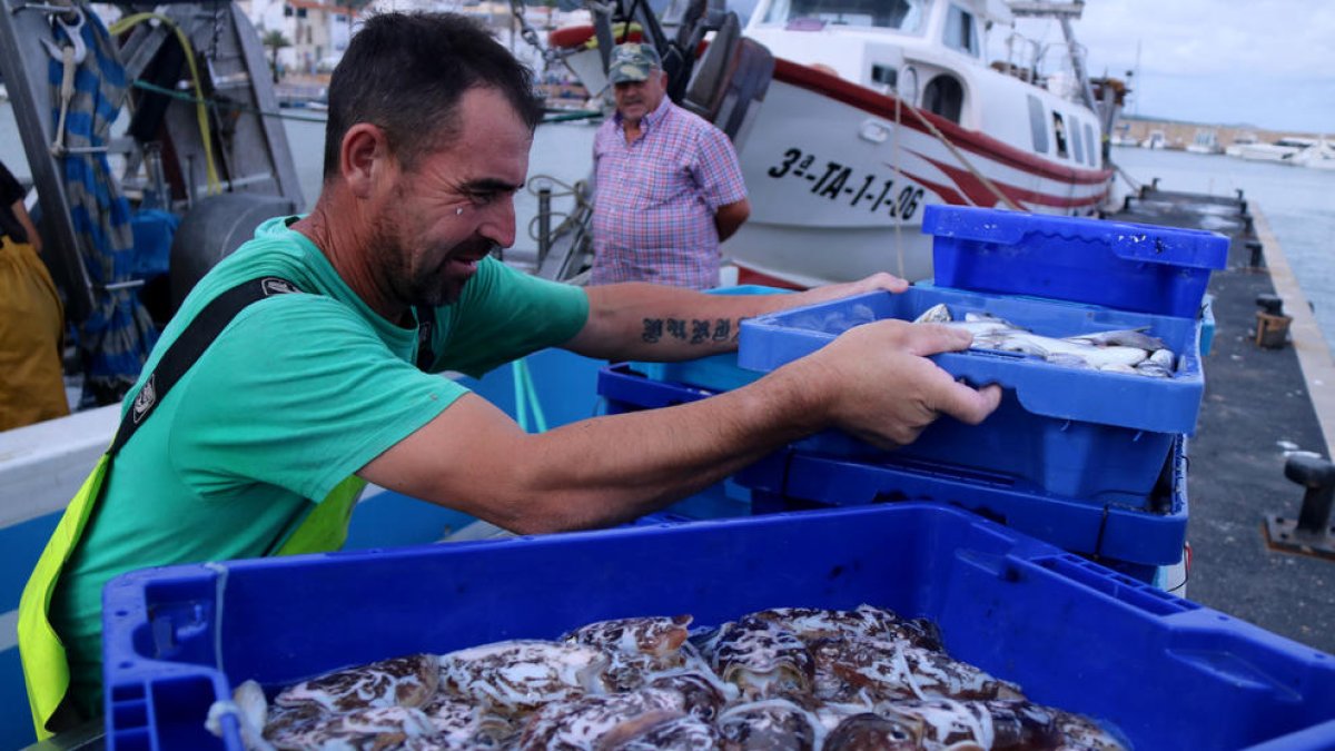 La llotja de les Cases d'Alcanar torna a vendre peix després d'una setmana d'aturada pels aiguats