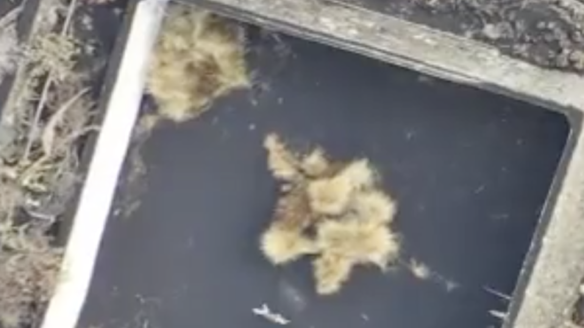 Demanen ajuda per a rescatar a un gat atrapat per la lava a la Palma