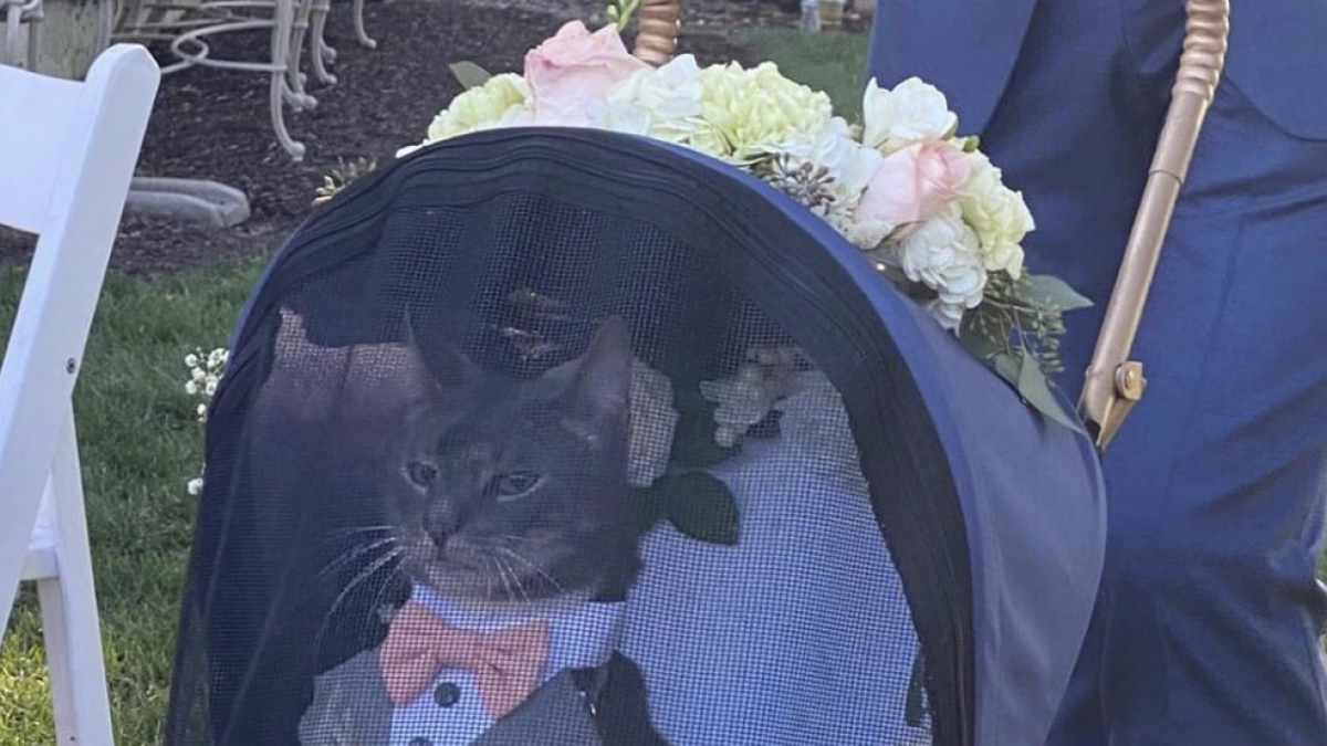Un gato hace de padrino en una boda en los Estados Unidos