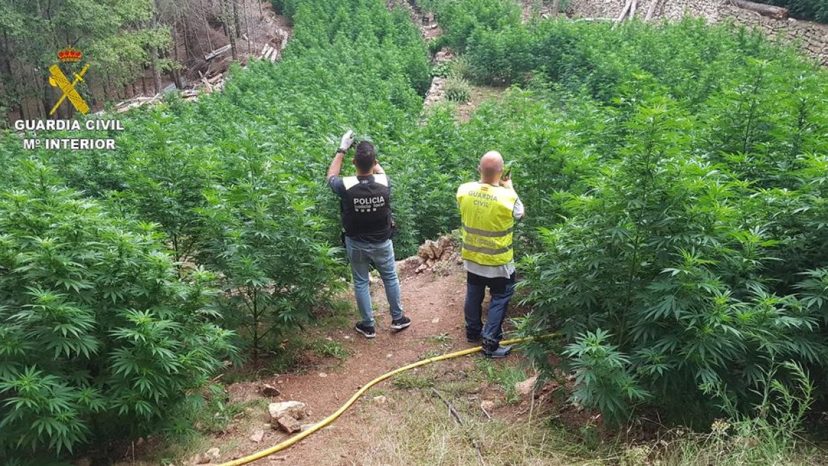 Desmantelan una plantación de marihuana en un paraje natural de Masboquera