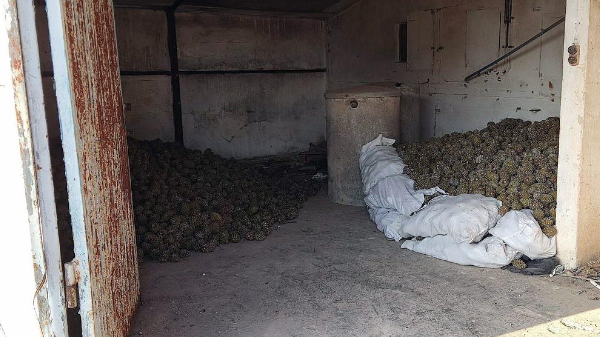 Los Mossos denuncian a un hombre por recolectar ilegalmente más de tres toneladas de piñas