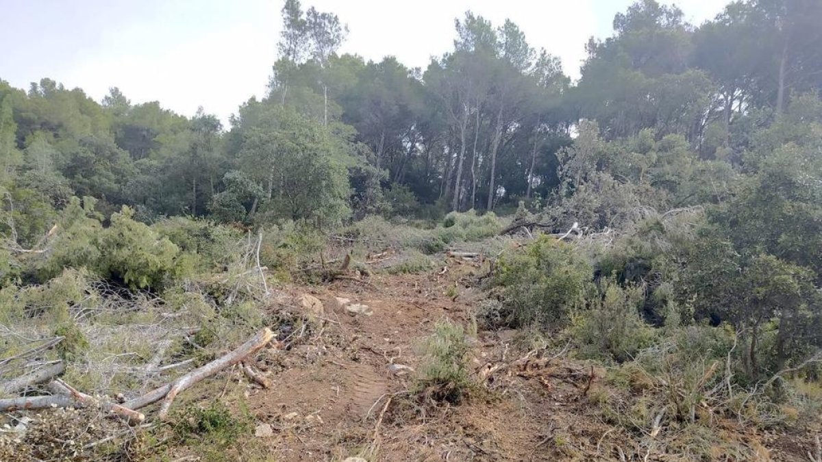 Tallen arbres il·legalment en un espai protegit d'Alforja