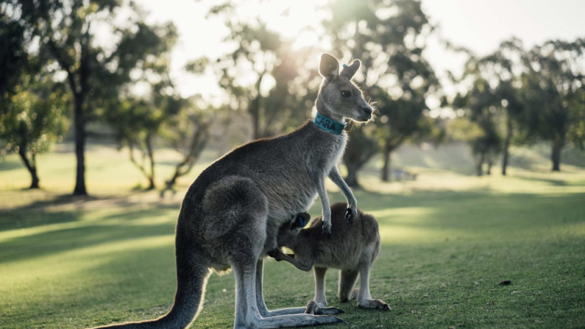 Dos adolescents acusats de crueltat animal a Austràlia després de matar catorze cangurs