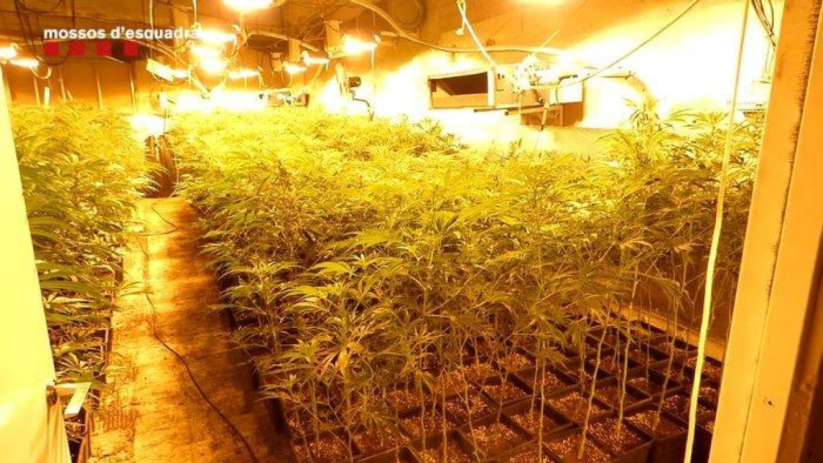 Un policia local de Llinars era el cap d'una organització dedicada al cultiu de marihuana massiu