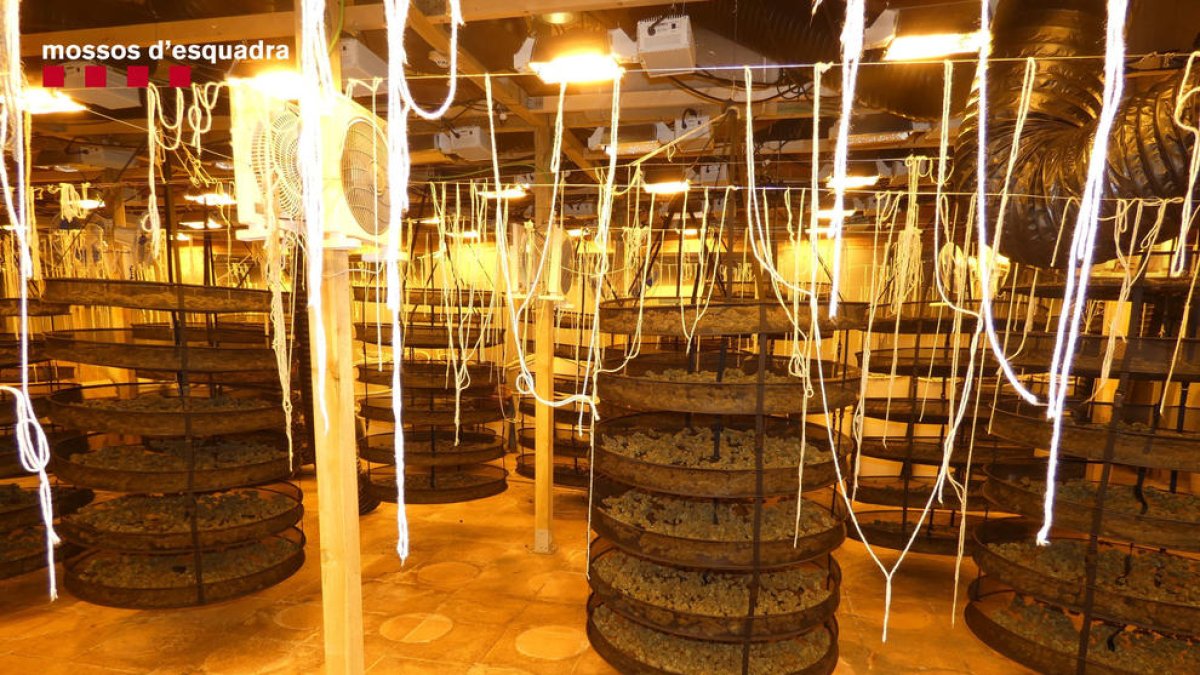 Desmantellen una plantació de marihuana en una casa modernista d'Argentona i detenen vuit persones