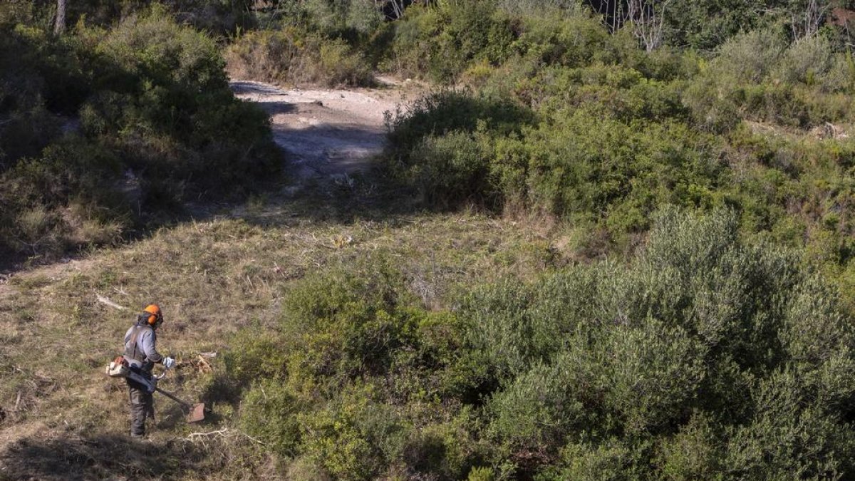 Tallen massa forestal a l'entorn del Pont del Diable per millorar la gestió d'incendis