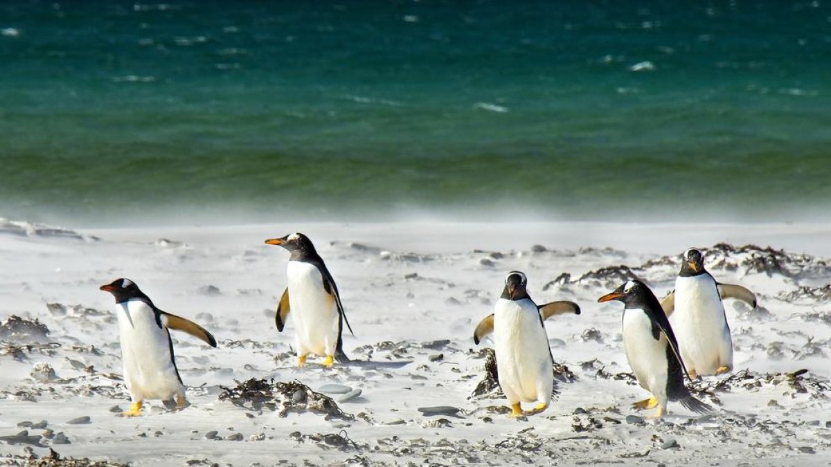 Detecten la presència de microplàstics en pingüins de l'Antàrtida