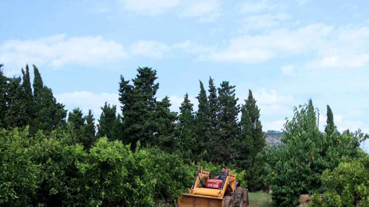 El Ayuntamiento de Alcanar repara provisionalmente más de una veintena de caminos para poder iniciar la campaña de los cítricos