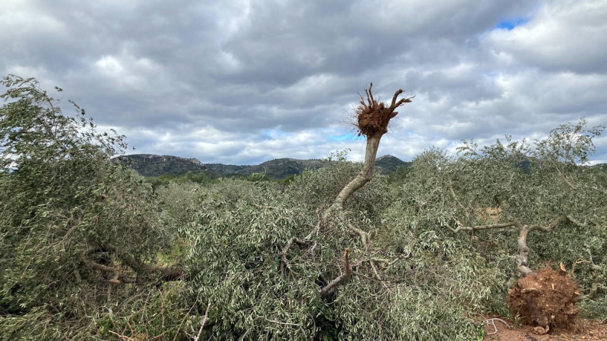 El Meteocat concluye que tres tornados tocaron en el suelo en el delta del Ebro durante la ventolera de finales de noviembre