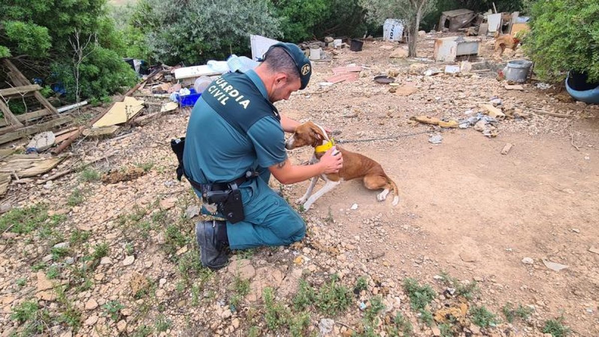 La Guàrdia Civil investiga a un veí de l'Ampolla per maltractament animal