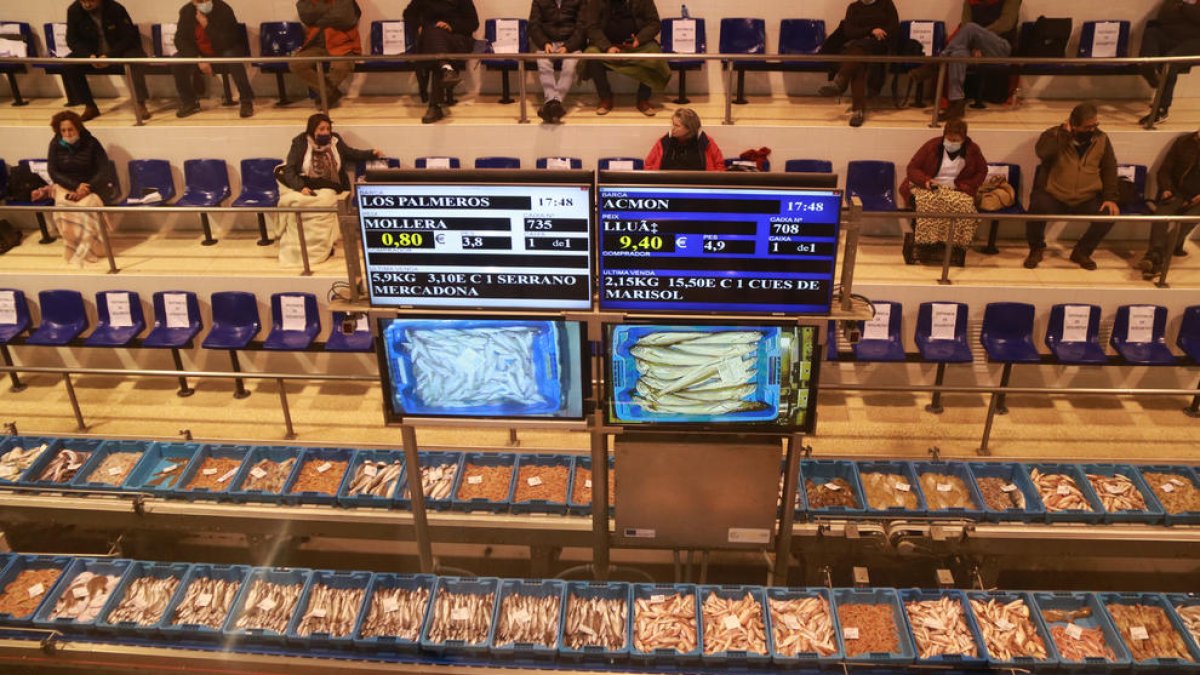 El precio del cangrejo azul en la lonja de la Ràpita se dobla a pesar de mantenerse las capturas
