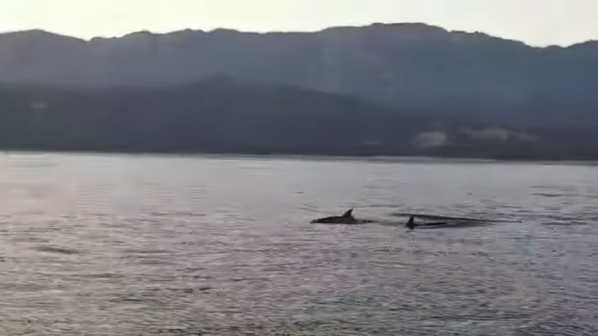 Graven dofins a les aigües de l'Hospitalet de l'Infant