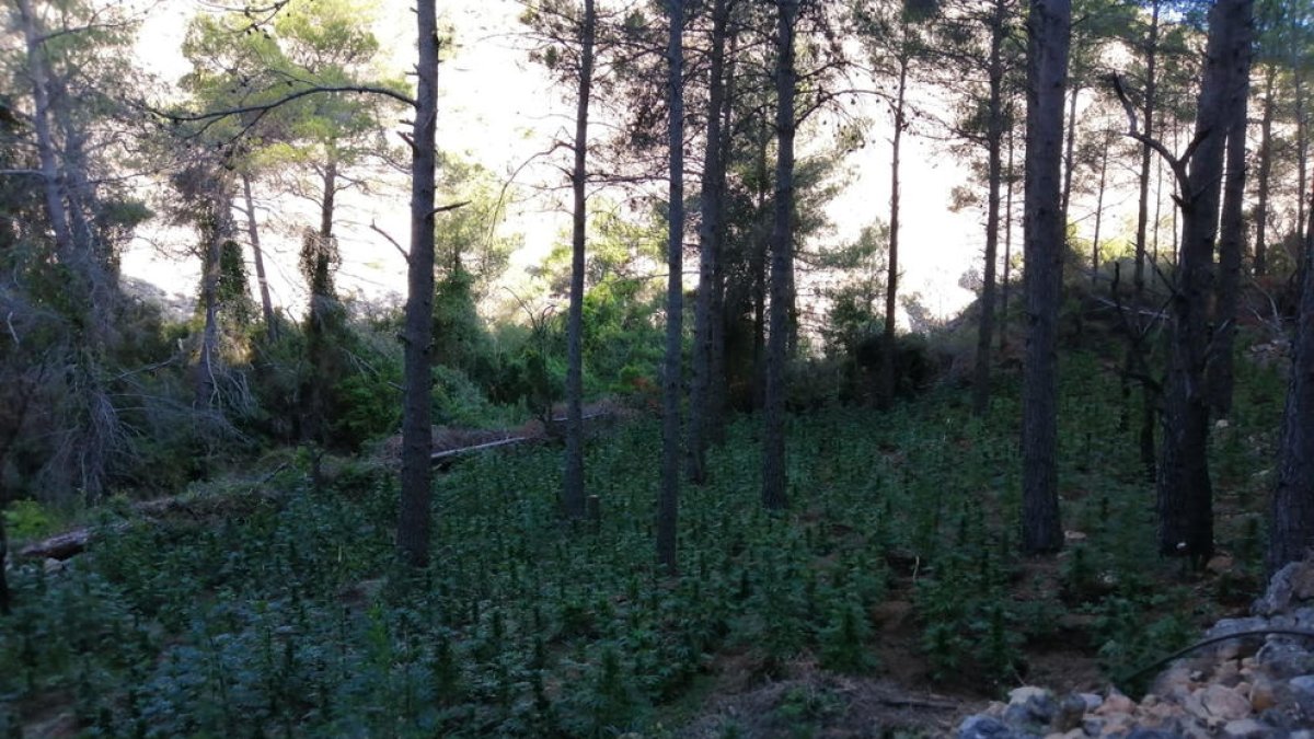 Interceptan cerca de 10.000 plantas de marihuana en una zona de los Ports de Horta de Sant Joan