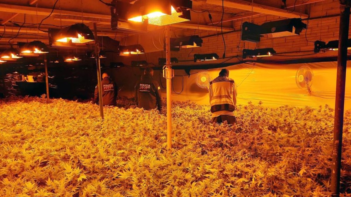 Desmantellada una plantació de marihuana a Pontils, a la Conca de Barberà