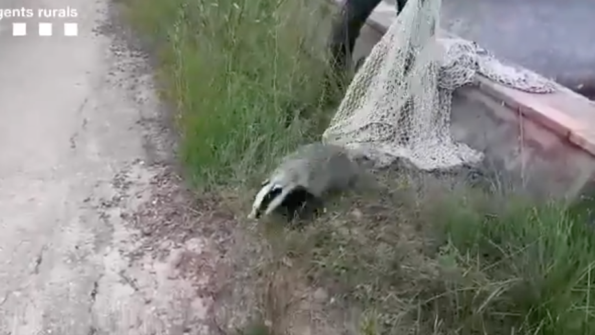 Els Agents Rurals alliberen un teixó que havia caigut en una bassa seca a Riudoms