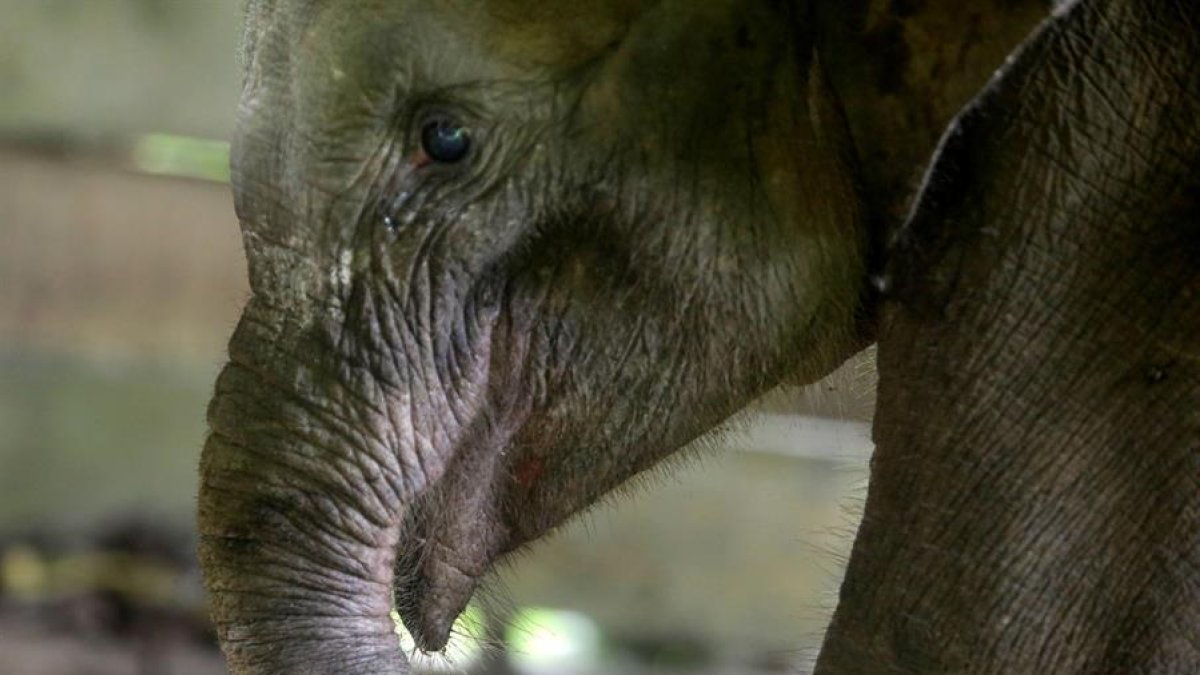 Muere una cría de elefante después de perder parte de la trompa en una trampa en Indonesia