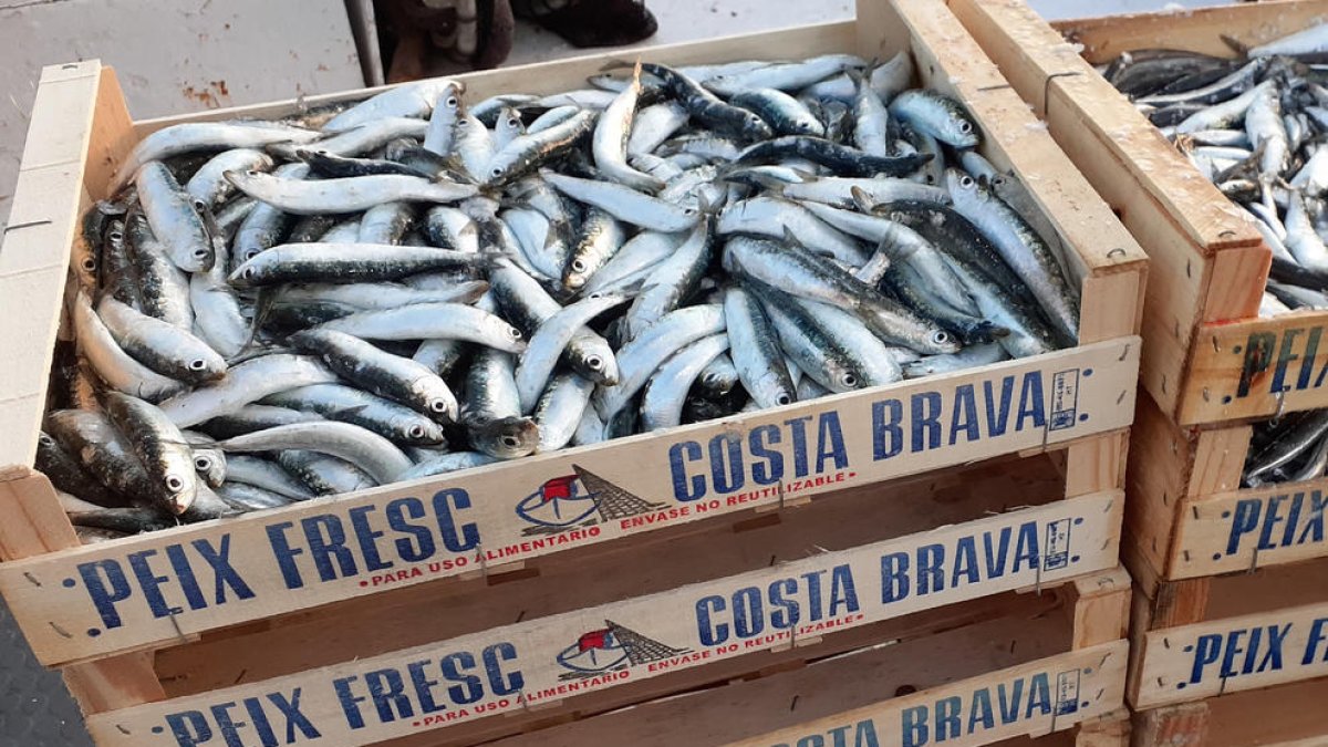 Les sardines de la costa catalana son cada vegada més petites, més joves i en pitjor estat de salut