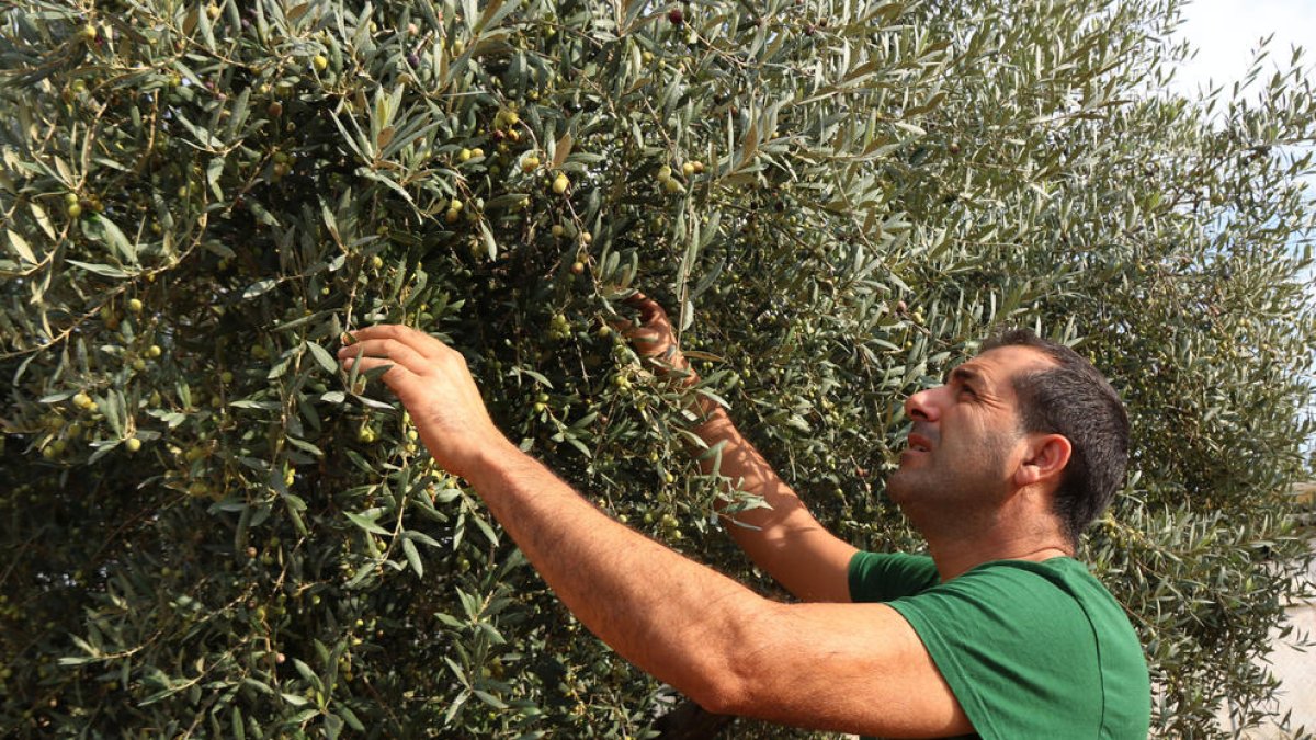 La FCAC preveu un 30% més de producció d'oli d'oliva a Tarragona