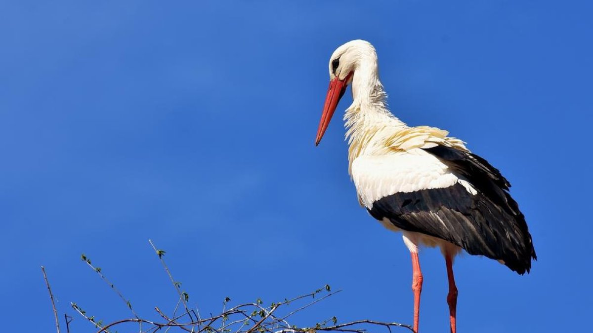 Una veintena de cigüeñas mueren electrocutadas entre Manlleu y Gurb