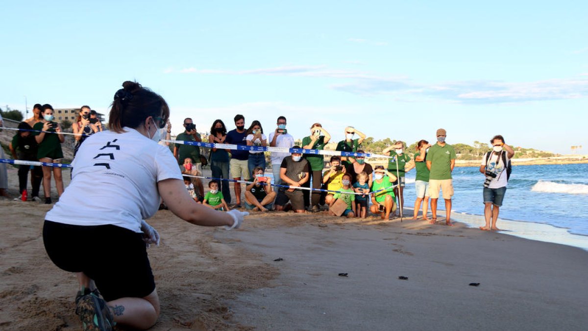 Alliberen sis exemplars de tortugues del niu de la platja del Miracle