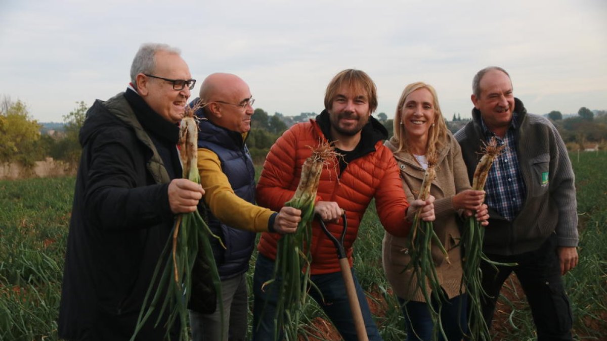Arrenca la temporada de calçots a Valls amb la previsió de superar els 20 milions d'unitats