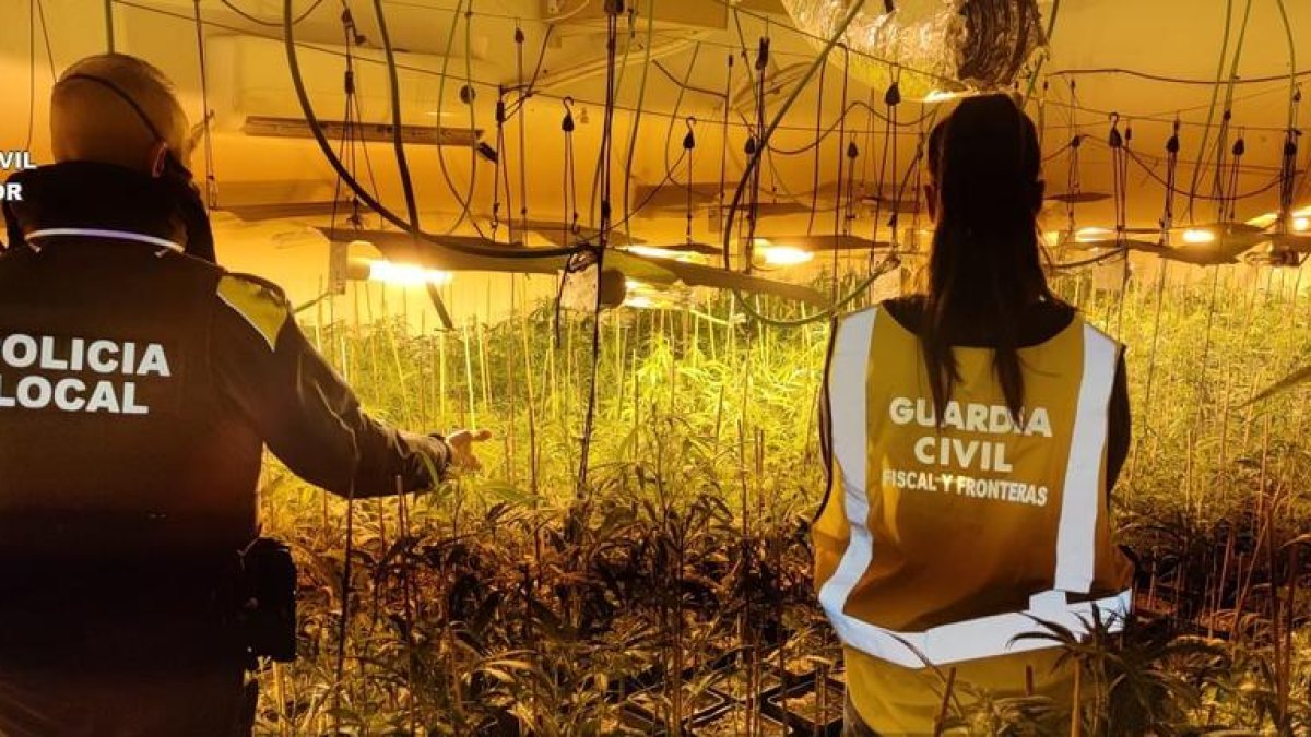 Desmantelada una plantación de marihuana en el interior de una casa de lujo en Cunit