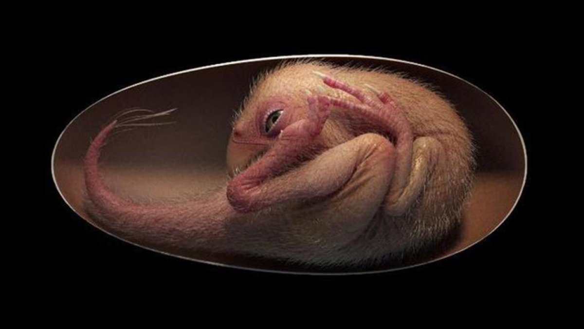 Un ou de dinosaure trobat a la Xina reforça la teoria de la seva relació amb les aus