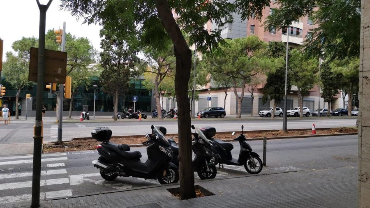 Talen arbres de l'avinguda de Roma de Tarragona per traslladar les parades d'autobús