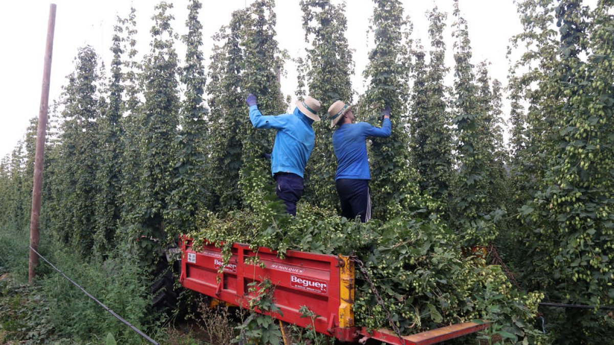 Prades termina una cosecha de lúpulo en la cual casi dobla la producción