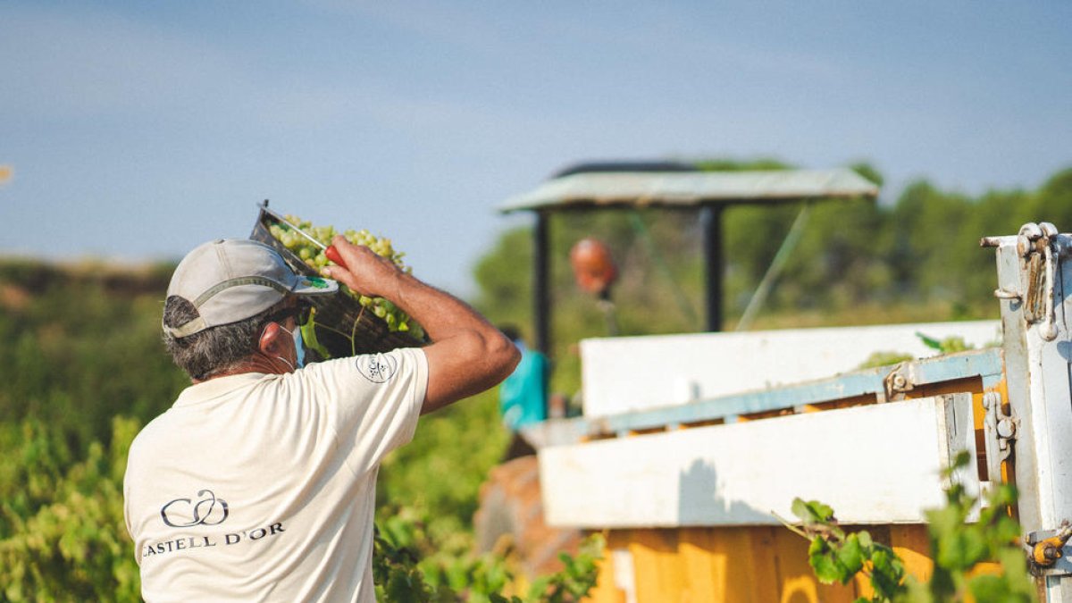 Les cooperatives del grup Castell d'Or comencen la verema d'un any que es preveu «excel·lent»