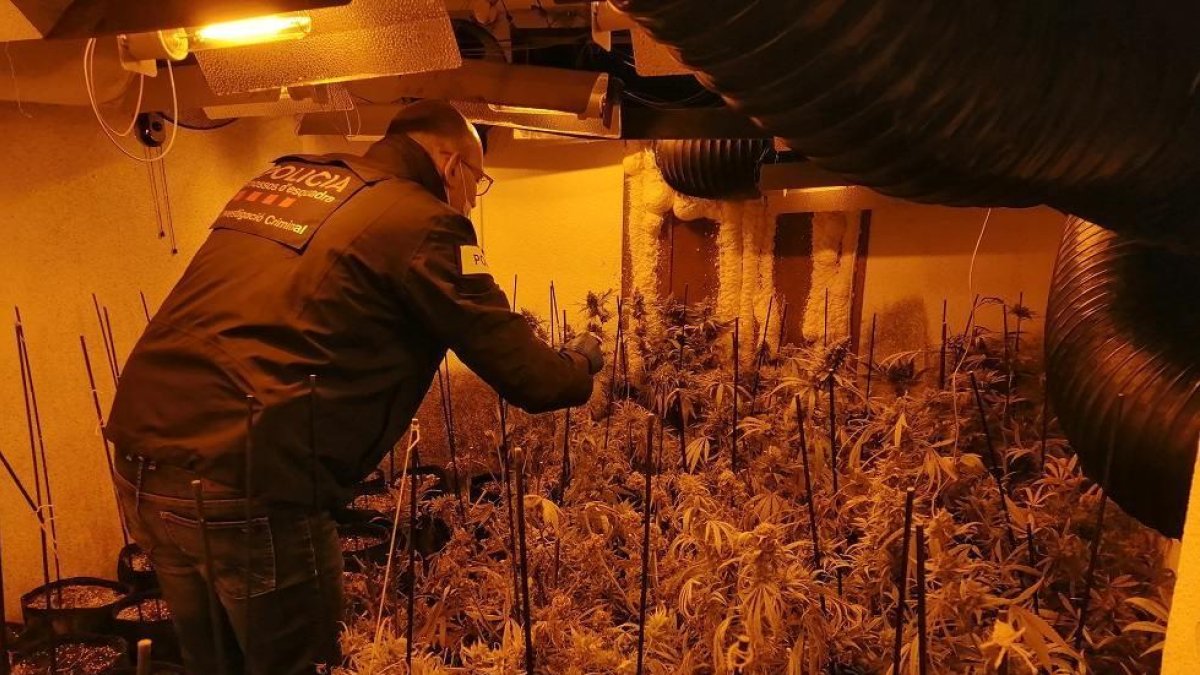 A presó sis homes per cultivar marihuana en un domicili de La Fatarella