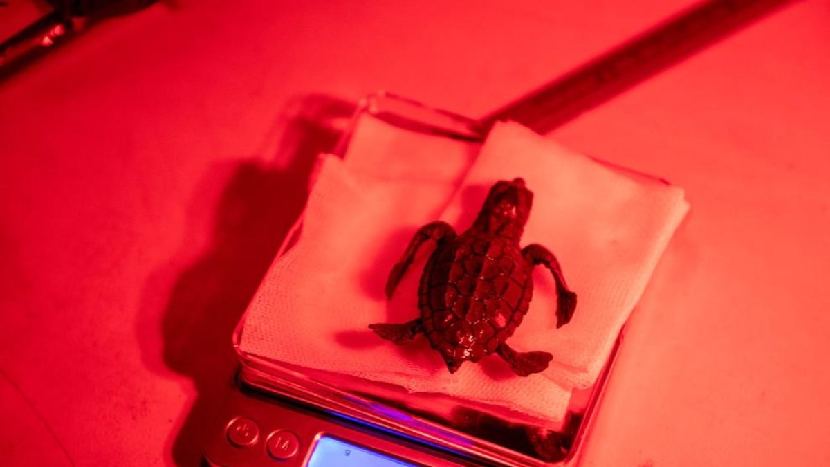 Esta madrugada se liberarán parte de las tortugas careta de Calafell