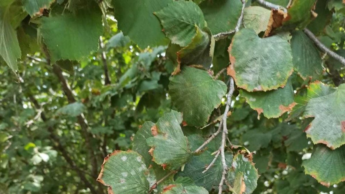 El cambio climático y un nuevo hongo ponen en situación crítica el sector de la avellana