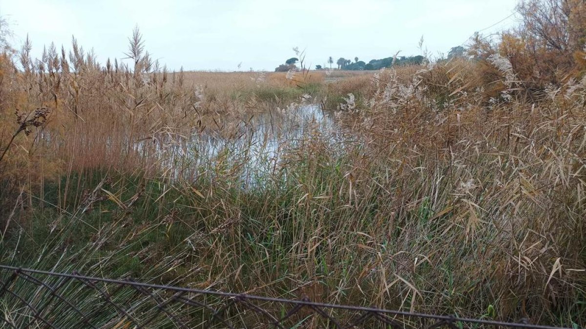 La canya americana guanya terreny a l'estany del Saler de Torredembarra